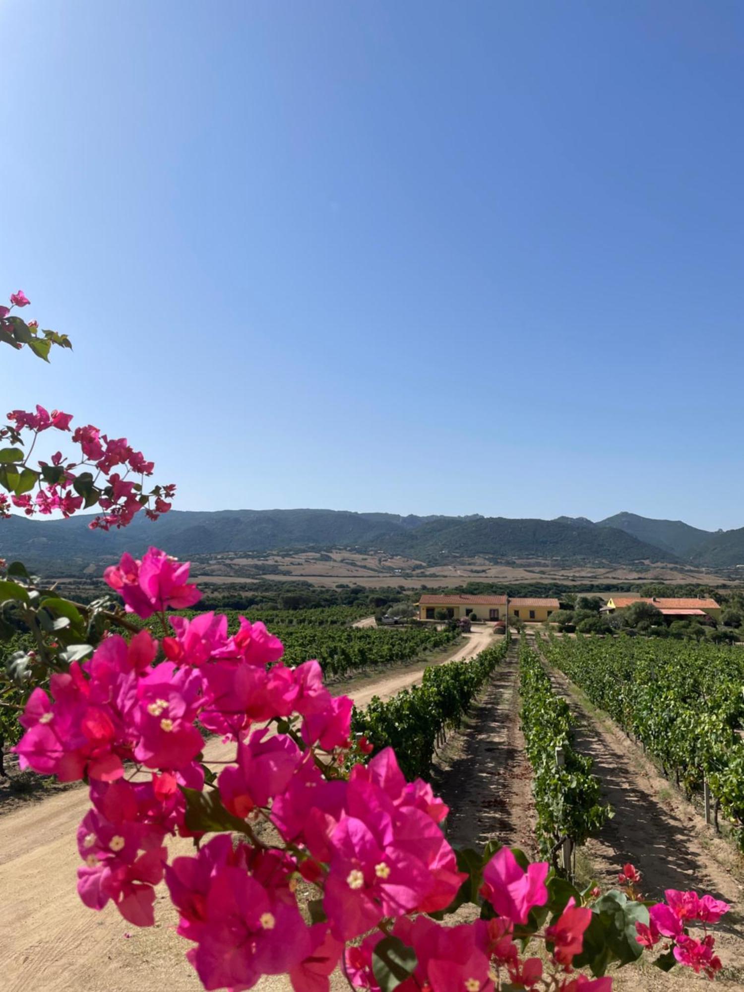 Campesi Casale Tra Le Vigne Farm stay