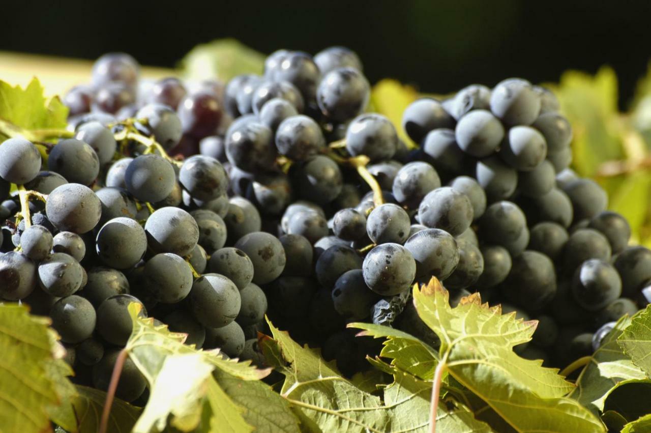 Campesi Casale Tra Le Vigne Agroturismo *